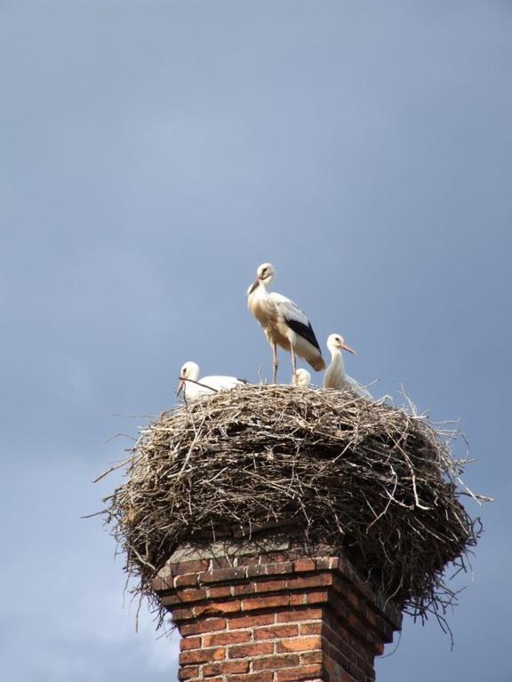 Отель Parkschloesschen Maasdorf  Экстерьер фото